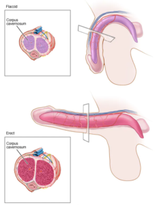 Erectile_Dsyfunction_in_depth_Exploration